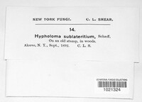 Hypholoma lateritium image